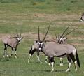 Oryx_gazella_bb2471