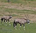 Oryx_gazella_bb2475