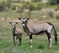 Oryx_gazella_bb3429