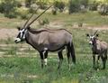 Oryx_gazella_bb3437