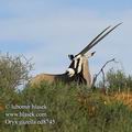 Oryx_gazella_ed8745