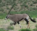 Oryx_gazella_ed8831