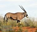 Oryx_gazella_fb1085