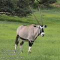 Oryx_gazella_fb1389