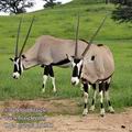 Oryx_gazella_fb1395