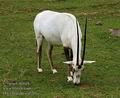 Oryx_leucoryx