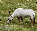 Oryx_leucoryx_ab4682