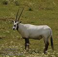 Oryx_leucoryx_ab4687