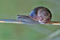 Otala_punctata_re4775