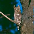 Otus_scops_2298