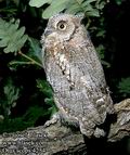 Otus_scops_4254