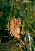 Otus_scops_550