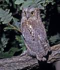 Otus_scops_9128