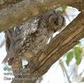 Otus_senegalensis_db5252