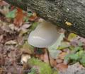 Oudemansiella_mucida_a8285