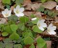 Oxalis_acetosella_aa5462