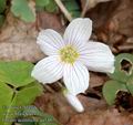 Oxalis_acetosella_aa5467