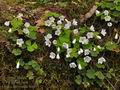 Oxalis_acetosella_br4493