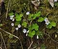 Oxalis_acetosella_br4498