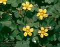 Oxalis_dilleni_4894