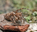Oxyopes_ramosus_cg9483s