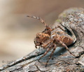 Oxyopes_ramosus_cg9492s