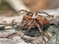 Oxyopes_ramosus_cg9506s