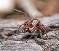 Oxyopes_ramosus_cg9514s