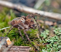Oxyopes_ramosus_cg9524s