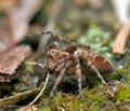 Oxyopes_ramosus_cg9538s