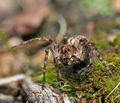 Oxyopes_ramosus_cg9544s