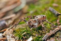 Oxyopes_ramosus_cg9553s