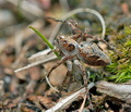 Oxyopes_ramosus_cg9565s