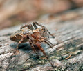Oxyopes_ramosus_cg9577s