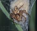 Oxyopes_ramosus_d1635