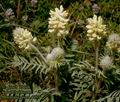 Oxytropis_pilosa_4893