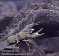 Pacifastacus_leniusculus_g0417