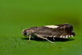 Pammene_regiana_dy4890s