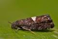 Pammene_spiniana_cr0129s