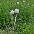 Panaeolus_semiovatus_bd0037