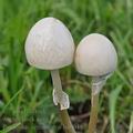 Panaeolus_semiovatus_bd0045