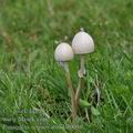 Panaeolus_semiovatus_bd0050