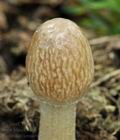 Panaeolus_semiovatus_bk4647