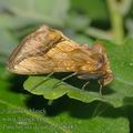 Panchrysia_deaurata_ae6482