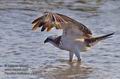 Pandion_haliaetus_ph0771