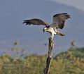 Pandion_haliaetus_ph1546