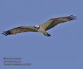 Pandion_haliaetus_ph6225