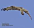 Pandion_haliaetus_ph6228