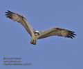 Pandion_haliaetus_ph6229