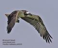 Pandion_haliaetus_ph6233